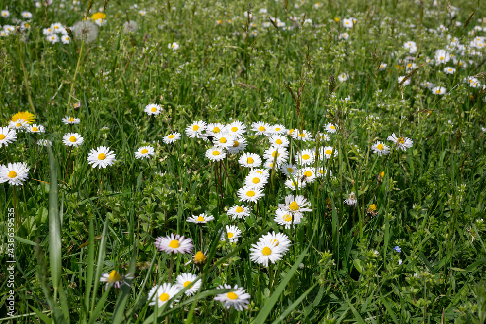 Camomile daisy flowers among the grass in the meadow