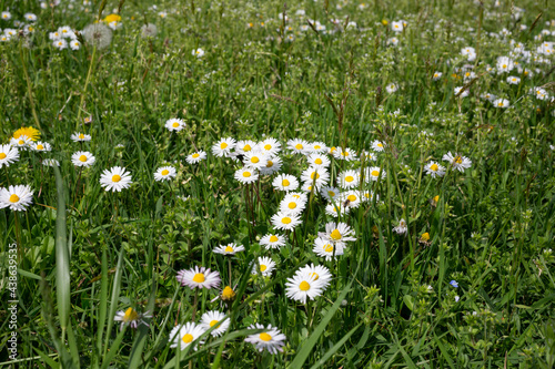 Camomile daisy flowers among the grass in the meadow