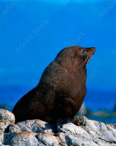 new zealand, south island, east coast, near kaikoura, fur seal, arctocephalus forsteri, mammal, mammalian, animal, rock, seal, wild, wildlife, eared seal, 