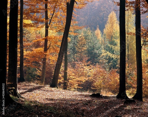 mixed forest, path, autumn, nature, landscape, season, forest, autumnal forest, beech trees, conifers, deciduous trees, autumn colours, autumn leaves, forest floor, wooded, deserted, 