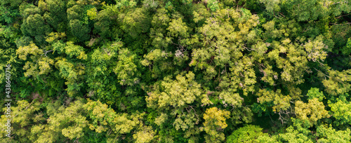 Foto Aerial view Trees in the forest top view aerial rainforest ecosystem And healthy environment concept and background texture of forest view green trees from above text copy spac