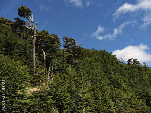 Trees in the Chilean Argentine Patagonian forest