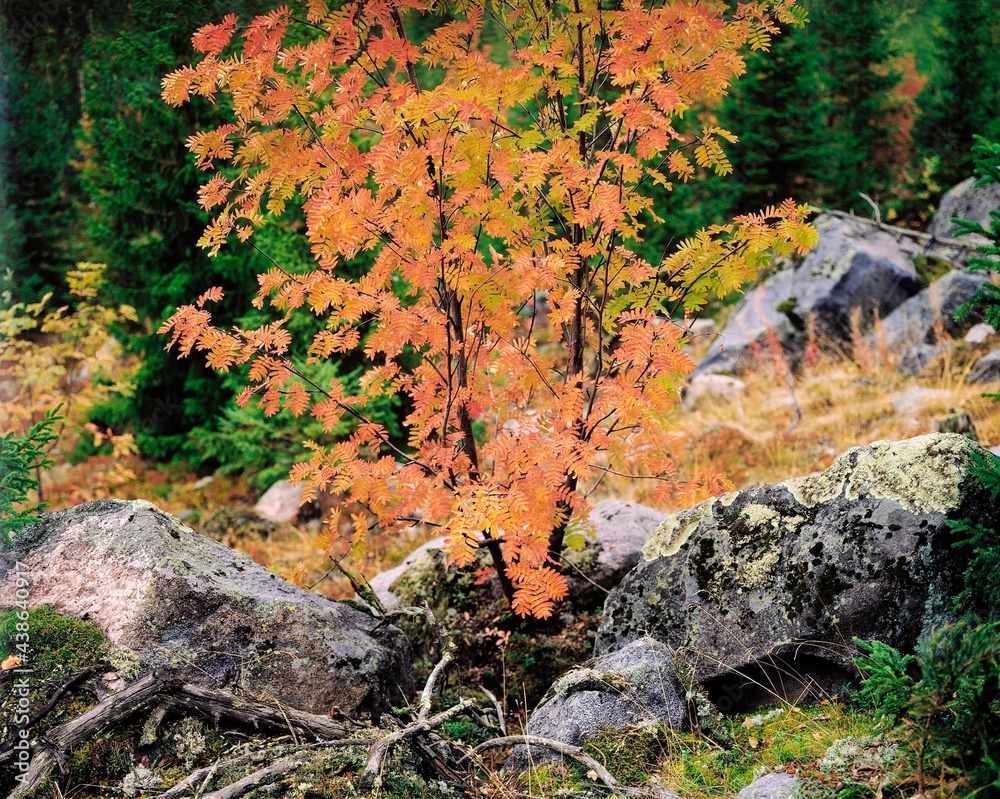 Obraz premium rowan, sorbus aucuparia, autumn colour, season, autumn, nature, forest floor, stones, tree, rose family, vegetation, plants, rocks, 