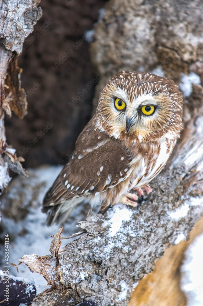 Fototapeta premium Northern Saw whet Owl