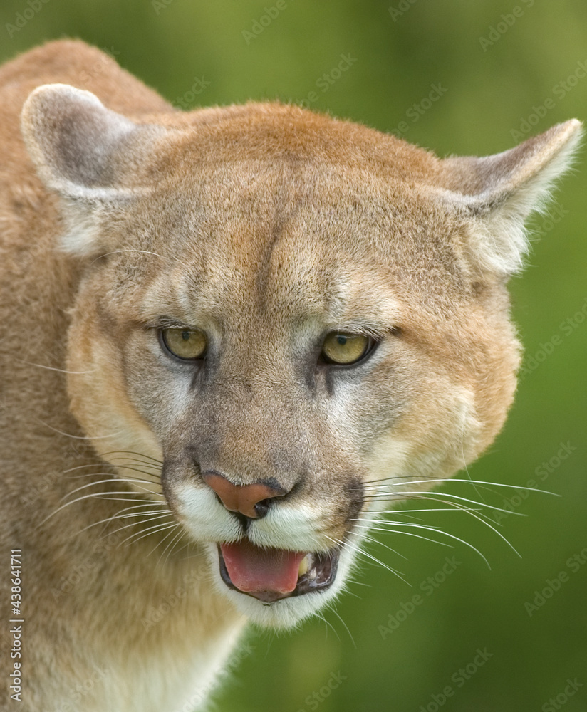 Naklejka premium Cougar face shot