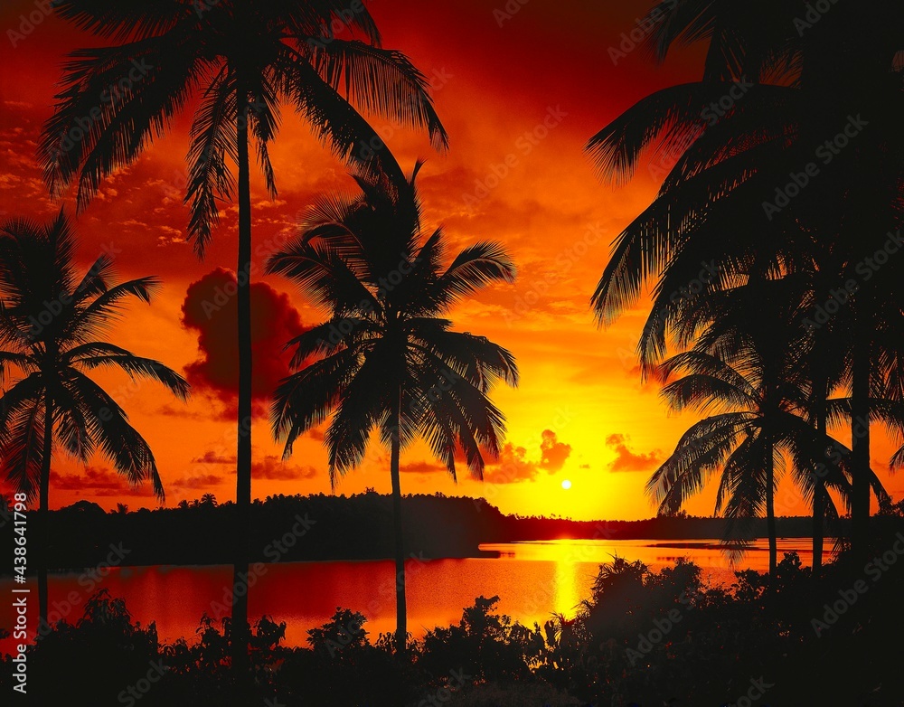 beach, palm trees, sunset, silhouettes, palm beach, sea, evening mood, mood, sky, orange, picturesque, romantic, twilight, atmospheric, calm, tranquillity, evening, 