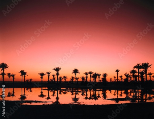 date palms, phoenix spec., lake, evening glow, palms, water, evening, evening light, evening mood, mood, water reflection, reflection, romance, romantic, landscape, nature, 