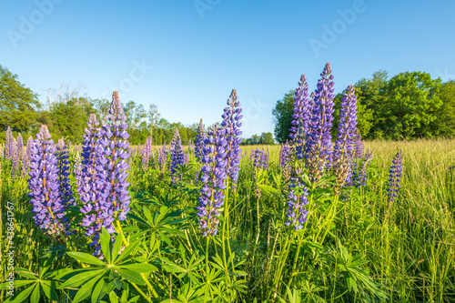 Purple blue lupine flowers in a spring meadow.