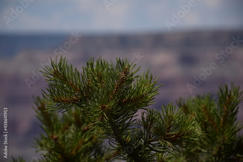 branches of a pine