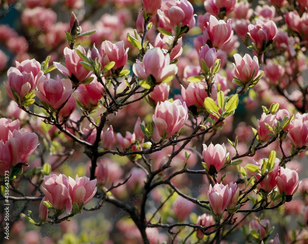 magnolia, magnolia spec., blossoms, 