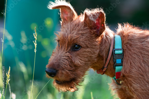 Valokuva A funny purebred Irish Terrier puppy of red color in the evening for a walk outside on the street against a very blurred background