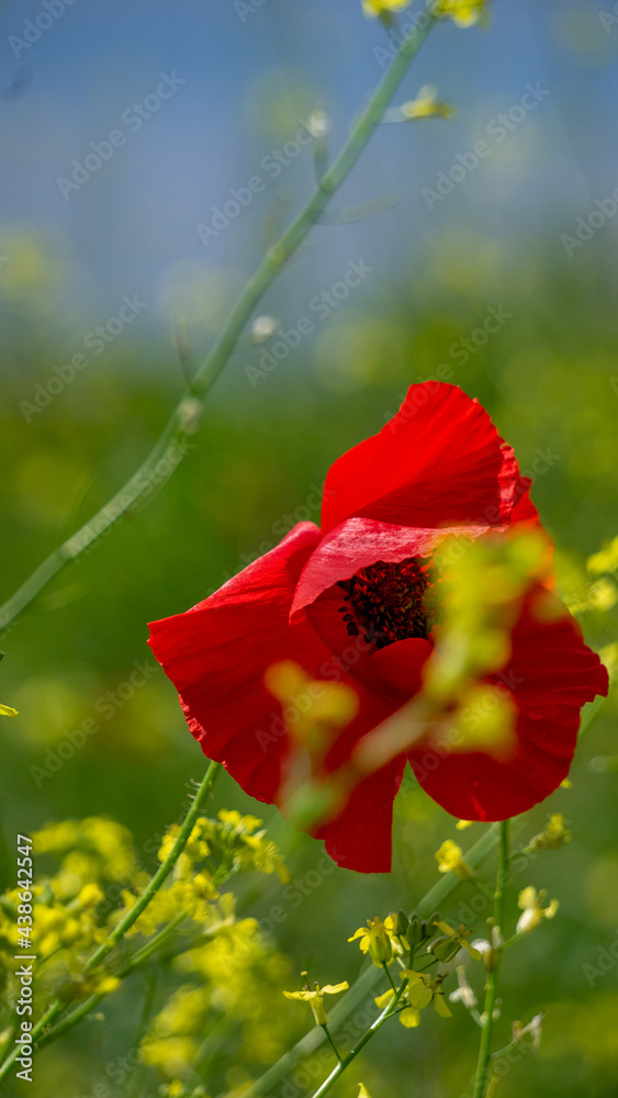 Fototapeta premium red poppy flower