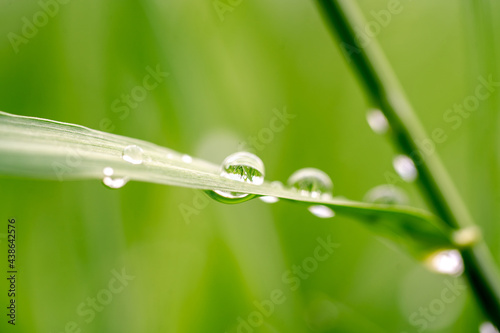 Green grass with raindrops, macro photography, summer background