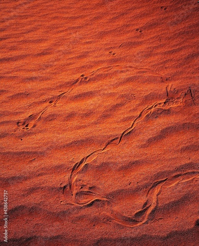 sahara, desert, tracks, cerastes viper, desert jumping mouse, africa, snake, mouse, track, animal track, animal tracks, sand, desert sand, desert soil, aridity, heat, orange, 