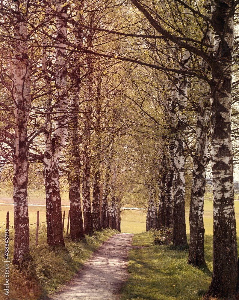 path, avenue, birch trees, 