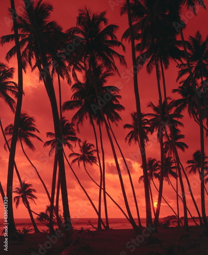 palm beach, sunset, 