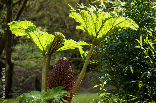 Photography The giant rhubarb
