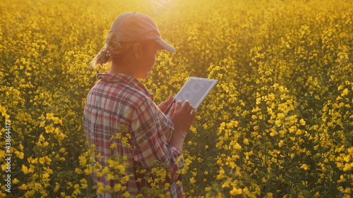 A woman farmer or agronomist examines the growth of a blooming rapeseed in a field at sunset, uses a digital tablet