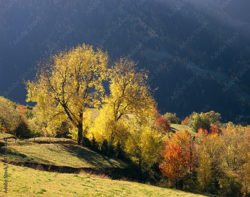 mountainside, trees, sunlight, autumn, 