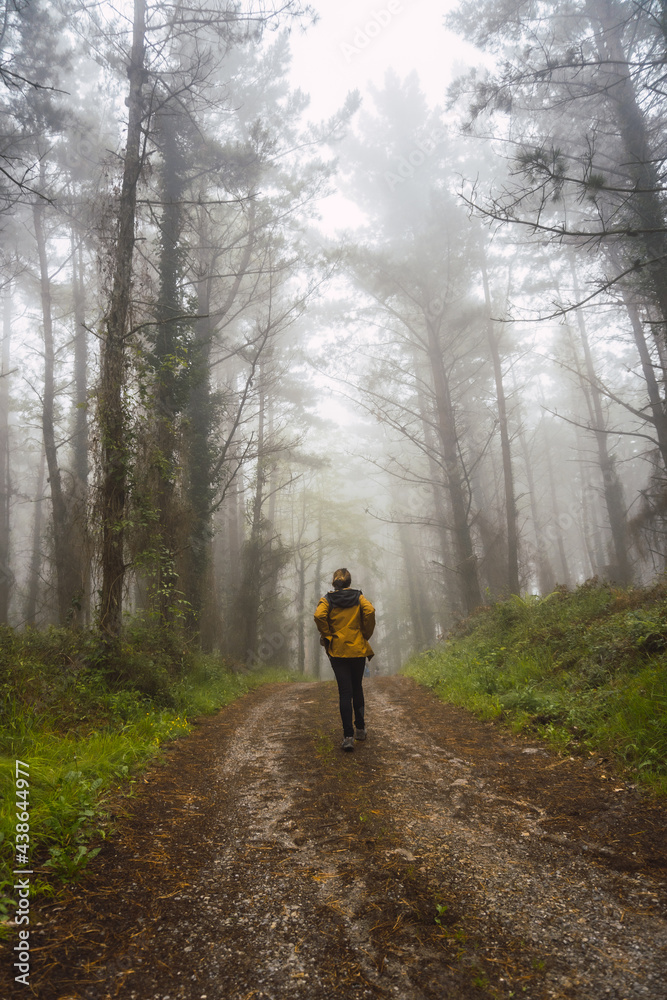 A young girl walking in the yellow jacket in the foggy forest. Spring on the path from Ispaster to Lekeitio, landscapes of bizkaia. Basque Country