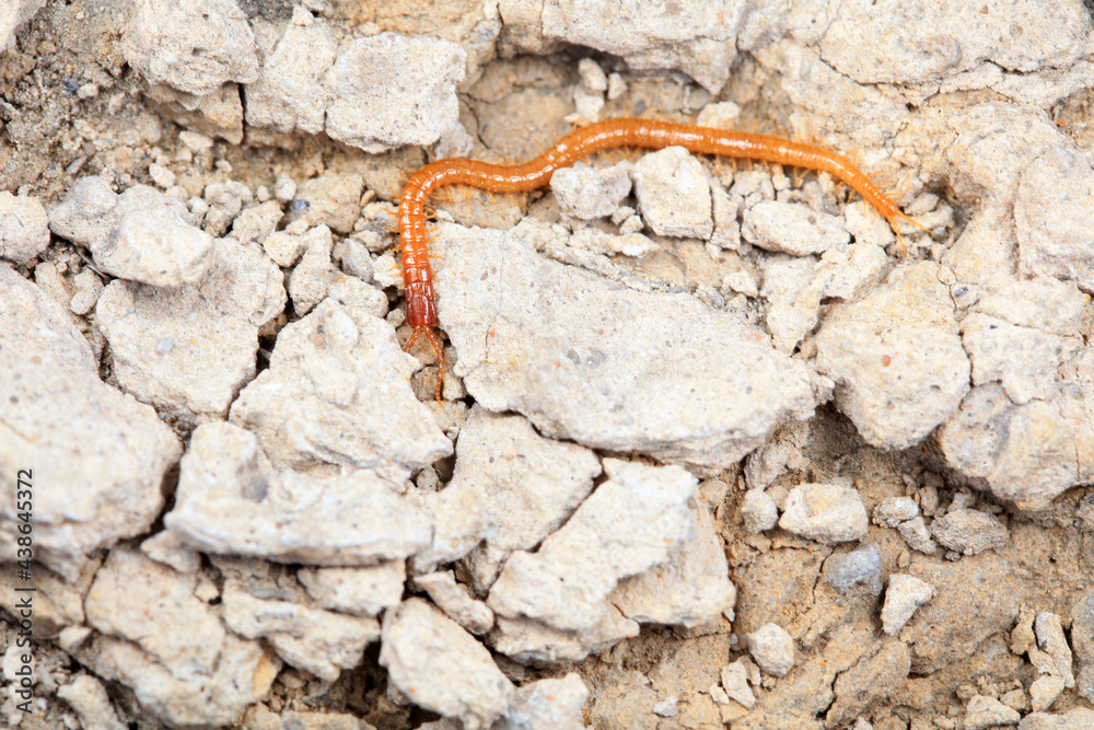 Centipede crawls on the ground, North China Centipede crawls on the ground, North China