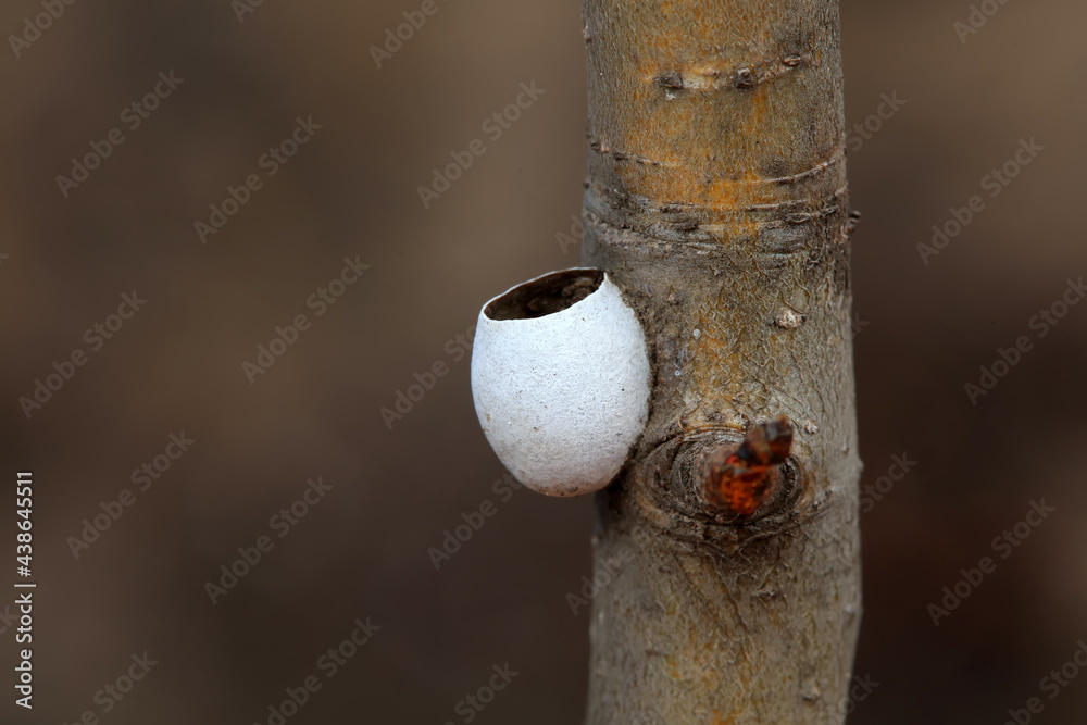 Moth eggs on a dry branch, North China Moth eggs on a dry branch, North China