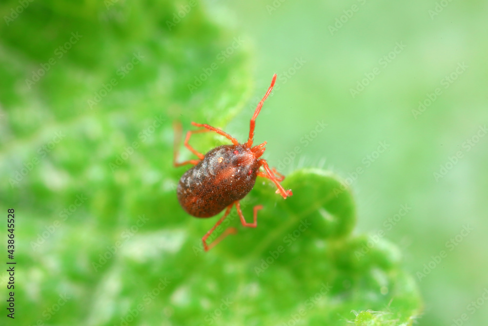 A tick mite in green leaves, North China A tick mite in green leaves, North China
