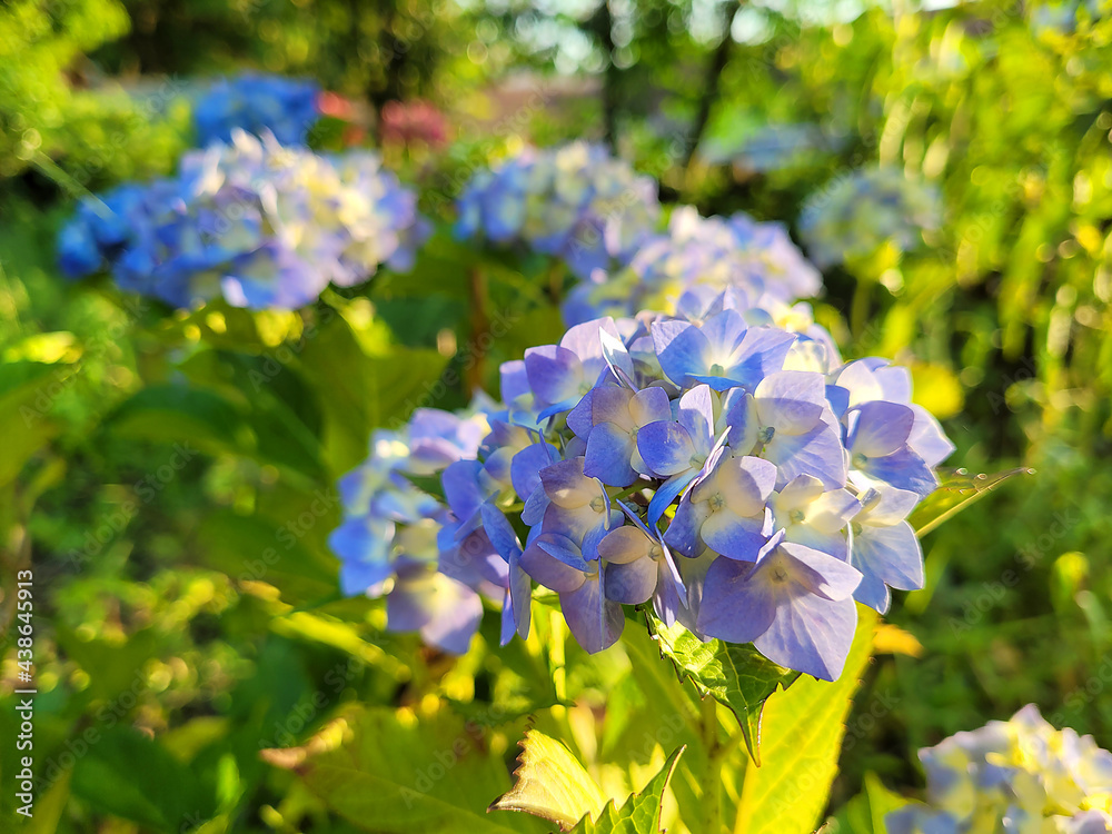 hydrangea, full bloom of hydrangeas