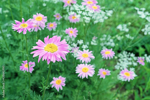 Feverfew  Tanacetum parthenium  or pink chamomile on a natural green background.