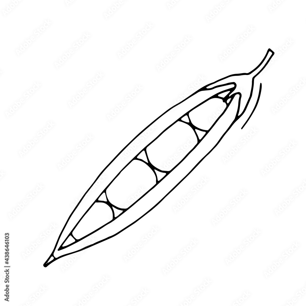 Pea pod. Legumes. Healthy diet. Vitamins. Vegetarian food. Eco. Harvest from the garden. Doodle. Vector. Hand-drawn illustration. Silhouette. Black and white outline. Coloring. Pea pod. Legumes. Healthy diet. Vitamins. Vegetarian food. Eco. Harvest from the garden. Doodle. Vector. Hand-drawn illustration. Silhouette. Black and white outline. Coloring.