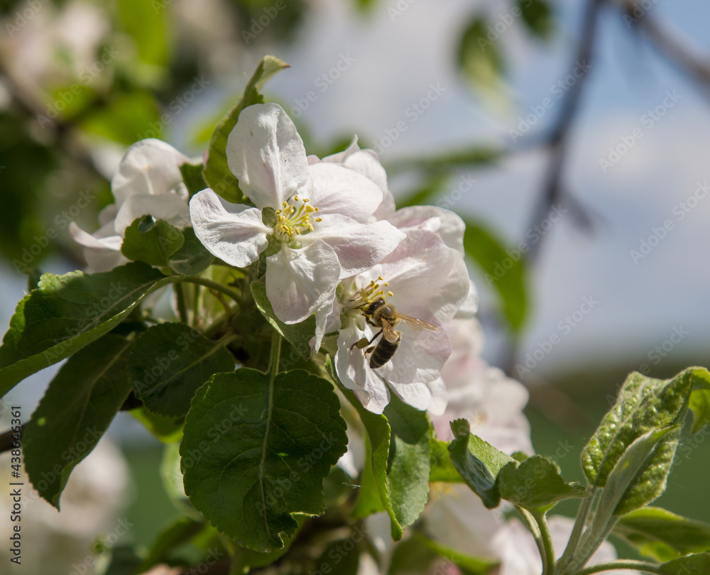 apple tree blooms in the garden. bees collect nectar and pollen apple tree blooms in the garden. bees collect nectar and pollen