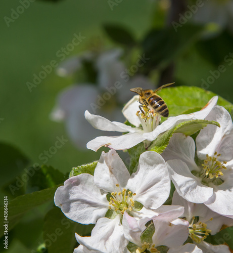 apple tree blooms in the garden. bees collect nectar and pollen