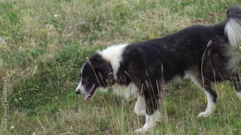 Shepherd dog protecting the sheep herd on the mountain sheep pasture Shepherd dog protecting the sheep herd on the mountain sheep pasture