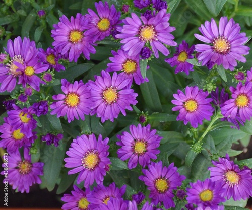 Starry sky flowers Symphyotrichum novi-belgii. Violet bloom with lots of flowers.