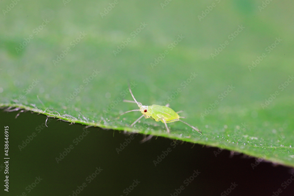 Fototapeta premium Aphids crawling on wild plants, North China