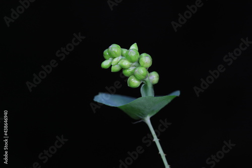 The medicinal plant raceme, North China