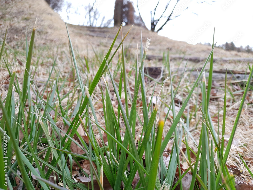 Fototapeta premium woman in the grass