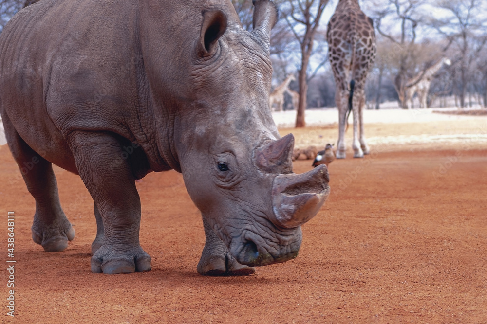 Fototapeta premium Portrait of a male bull white Rhino grazing in Etosha National park, Namibia. Wild african animals.