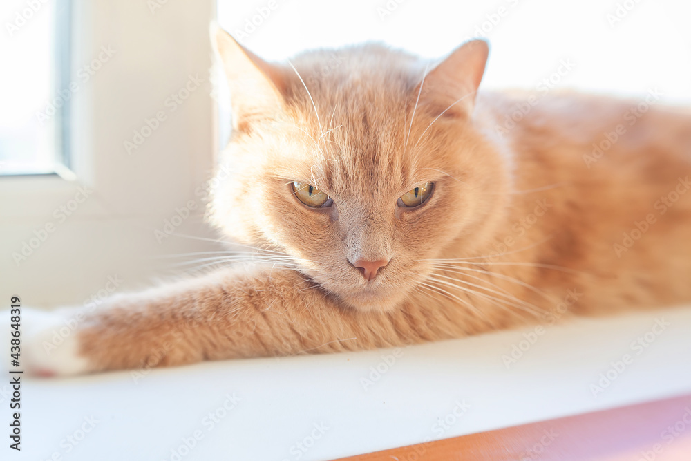 red cat with yellow eyes on the windowsill illuminated by the sun. Selective focus