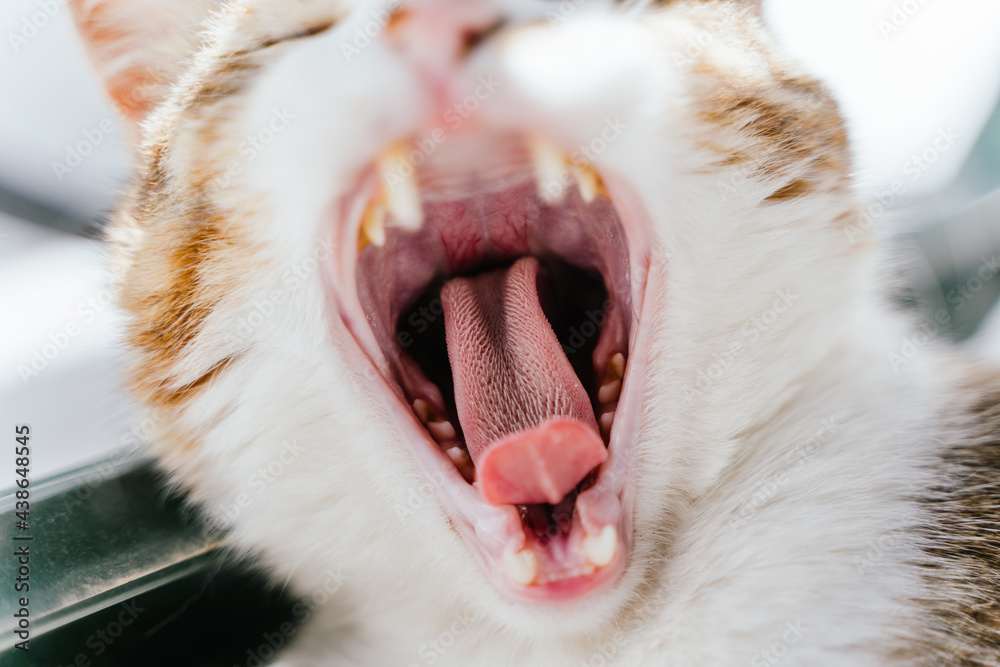 Lovely white and multicolored cat yawning with its mouth wide open and showing its teeth