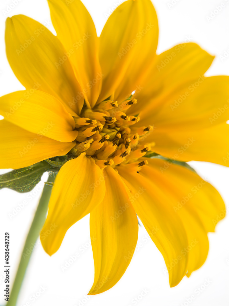 Pistil of a yellow flower on a white background Pistil of a yellow flower on a white background