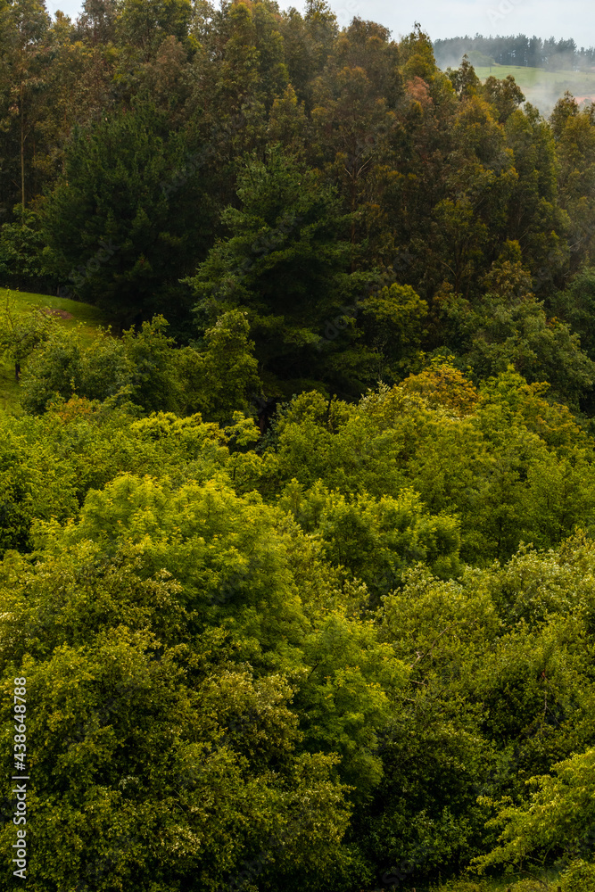Wallpaper of trees in the mountain full of mist. Spring in Ispaster next to Lekeitio, landscapes of Bizkaia. Basque Country Wallpaper of trees in the mountain full of mist. Spring in Ispaster next to Lekeitio, landscapes of Bizkaia. Basque Country