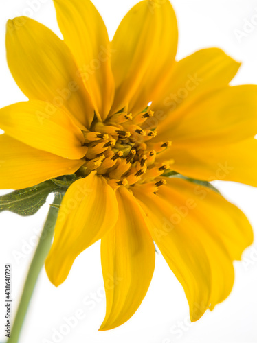 Fototapeta Naklejka Na Ścianę i Meble -  Pistil of a yellow flower on a white background 