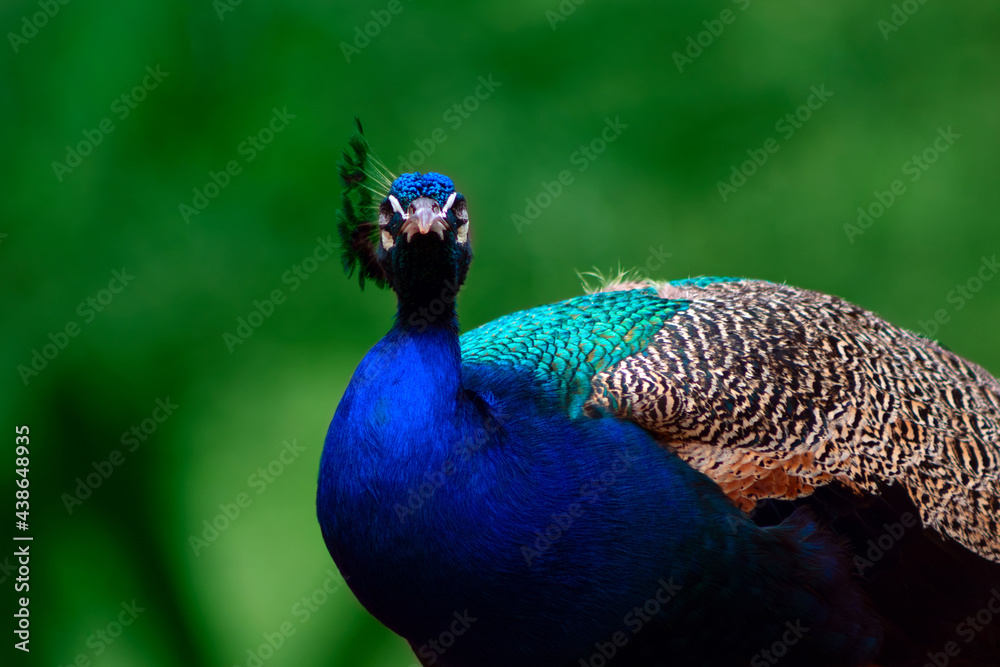 Obraz premium Close up of the cute peacock (brightly bird) on a green background