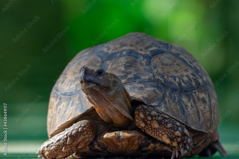 Obraz premium Wild african life. Close up of a cute turtle on a sunny day.