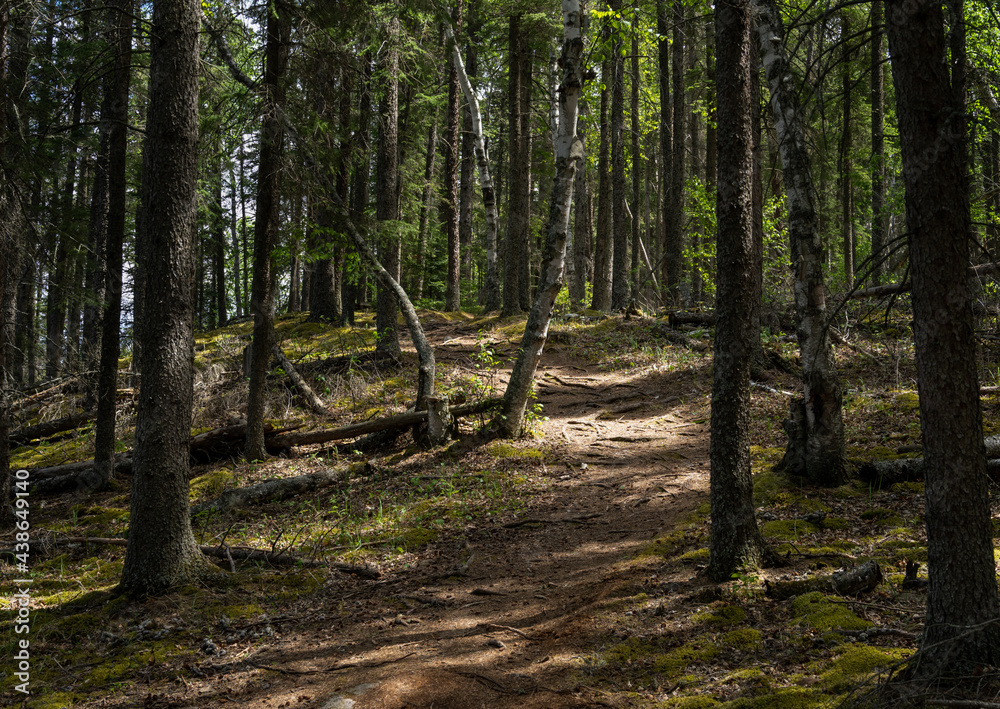 Hiking trail through a forest of evergreen trees with sunlight creating shadows.
Hiking trail through a forest of evergreen trees with sunlight creating shadows.