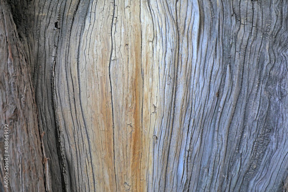 Close up of the old tree trunk Close up of the old tree trunk