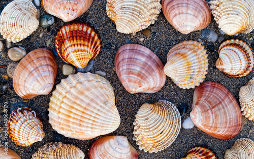 collection of sea shells on wet sand beach, natural pattern background