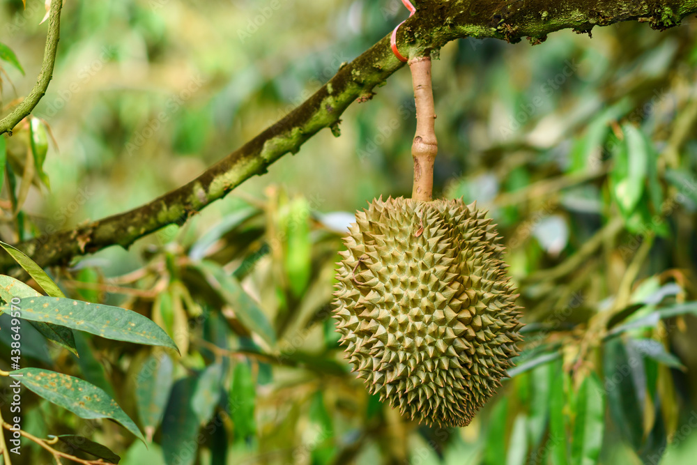 Big durian on the tree in the garden ready to harvest, product for export, king of fruit in Thailand Big durian on the tree in the garden ready to harvest, product for export, king of fruit in Thailand