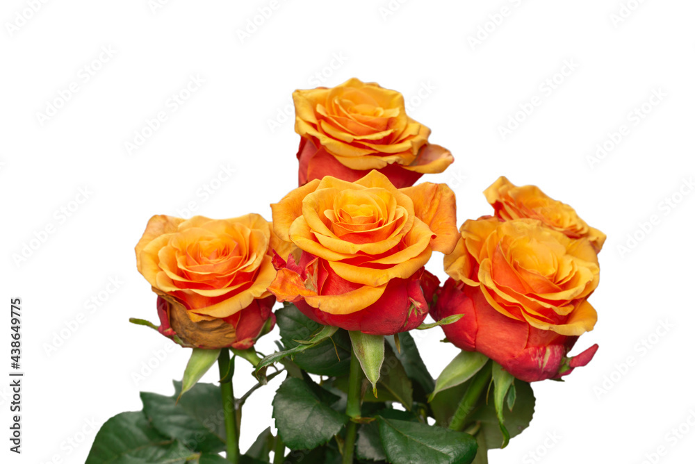 Orange rose isolated on a white background. Orange rose isolated on a white background.
